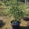 Саженцы голубики Река (Reka) быстрорастущая Крупномер 7-8 лет