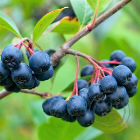 Аронія чорноплідна, горобина (Aronia melanocarpa), саджанці
