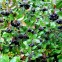 Аронія чорноплідна, горобина (Aronia melanocarpa), саджанці Аронія чорноплідна, горобина (Aronia melanocarpa), саджанці