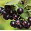 Аронія чорноплідна, горобина (Aronia melanocarpa), саджанці Аронія чорноплідна, горобина (Aronia melanocarpa), саджанці