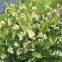 Аронія чорноплідна, горобина (Aronia melanocarpa), саджанці Аронія чорноплідна, горобина (Aronia melanocarpa), саджанці