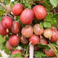 Агрус Ксена (Xenia)